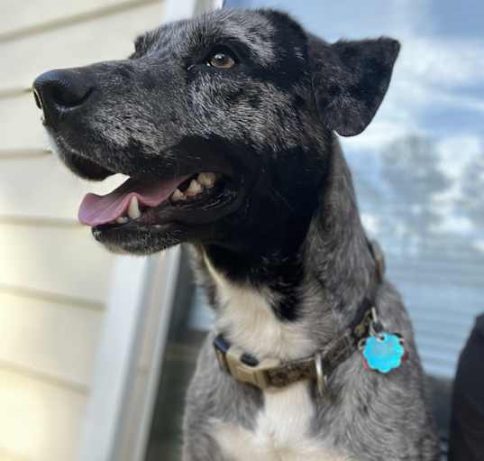 Photo of Milo