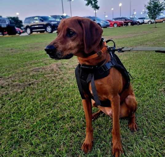 Photo of Cooper