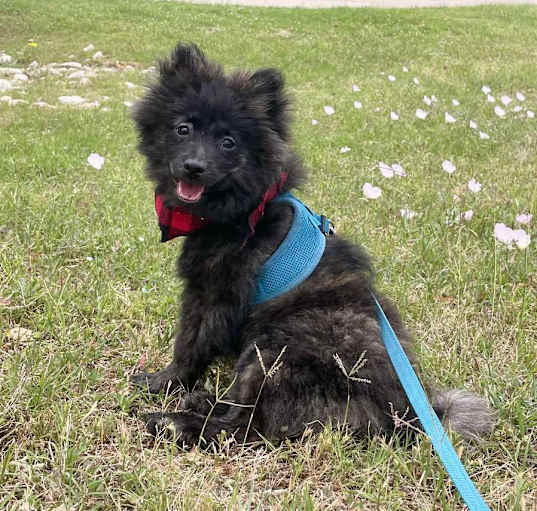 Photo of Toby