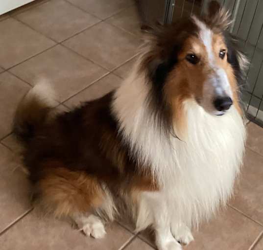 Photo of Riley