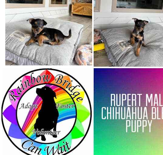 Photo of Rupert