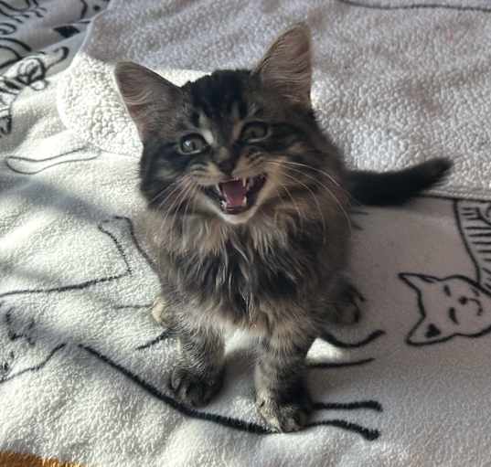 Photo of Nigel