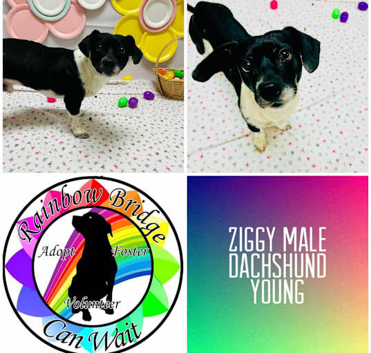 Photo of ziggy