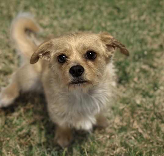 Photo of Buttercup