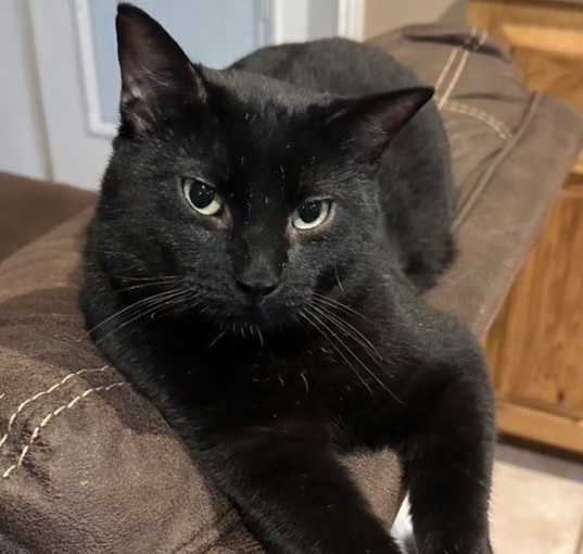 Photo of Knight