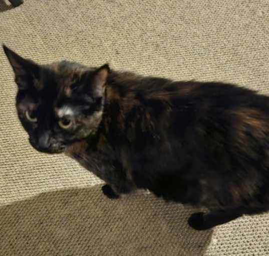 Photo of BeeBee