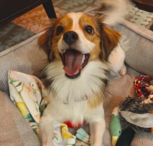 Photo of Penny