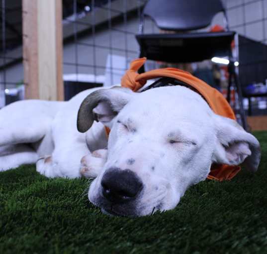 Photo of Sleepy