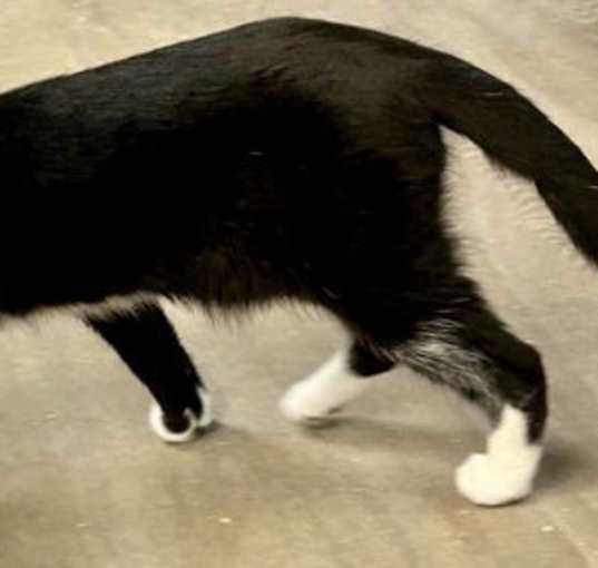 Photo of Shilling - Liz's Foster