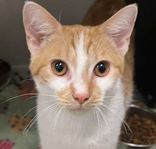Photo of Cheddar