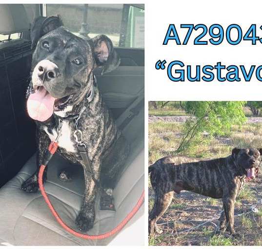 Photo of GUSTAVO