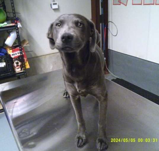 Photo of Lala