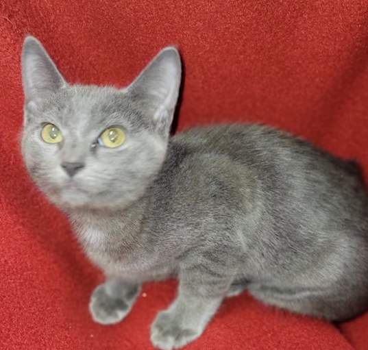 Photo of Clementine