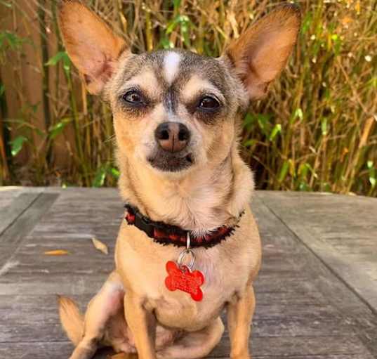 Photo of JamBerry