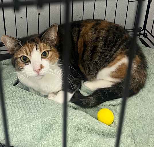Photo of Patches