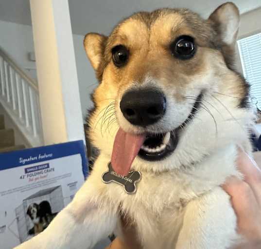 Photo of Mochi