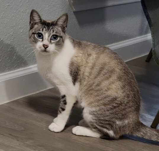 Photo of Princess #seeks-attention