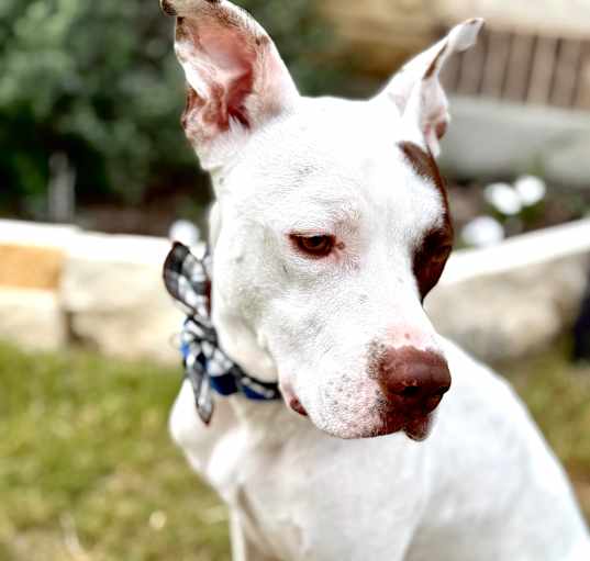 Photo of Charlie