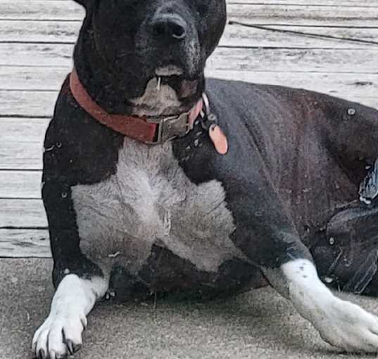 Photo of Sparky