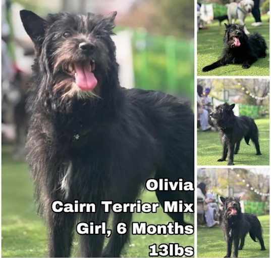 Photo of Olivia from Korea