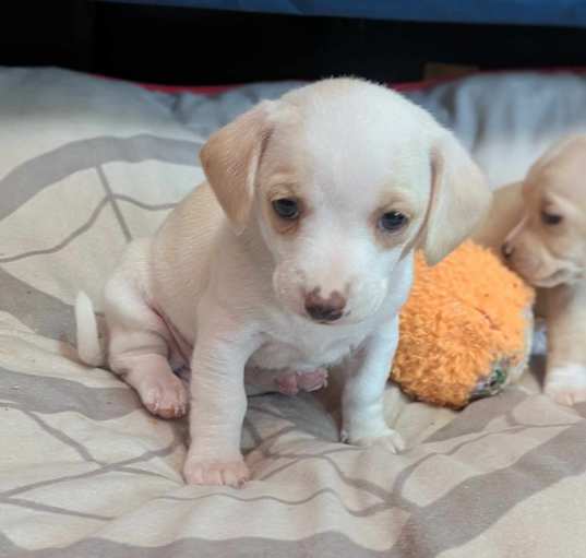 Photo of Creampuff