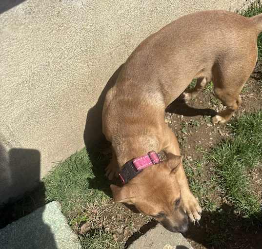Photo of Kinsley