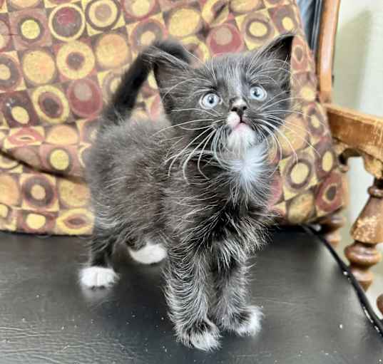 Photo of Chowder