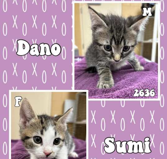 Photo of Sumi