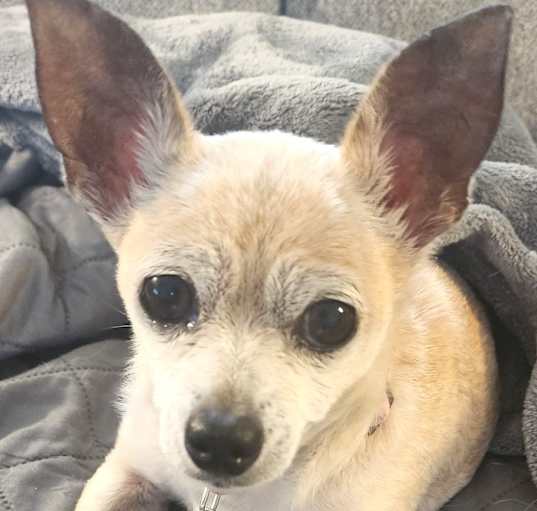 Photo of PEACHES