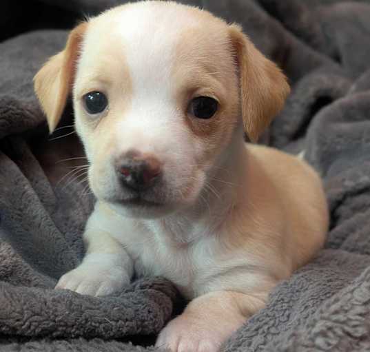 Photo of Arlo