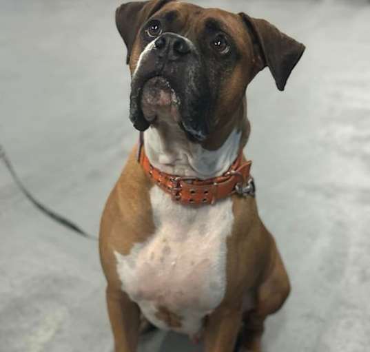 Photo of Rascal