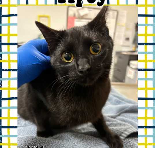 Photo of Tipsy