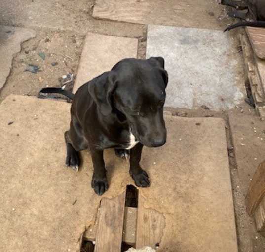 Photo of Rocky
