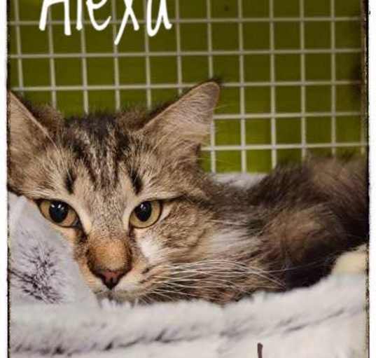 Photo of Alexa