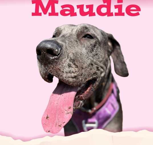 Photo of Maudie