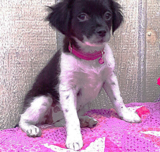 Photo of FIZZ