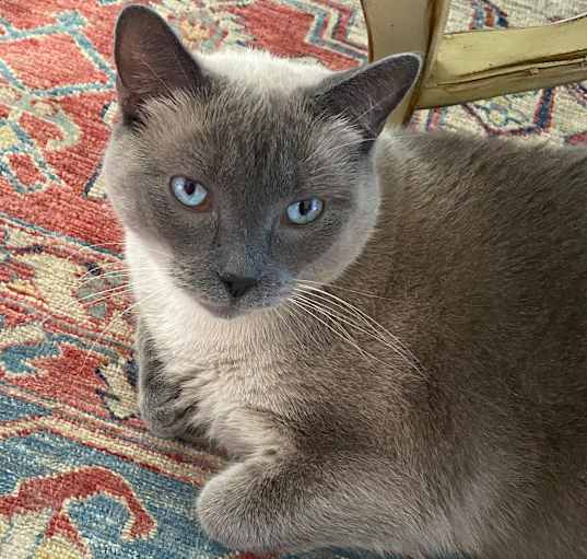 Photo of Blue