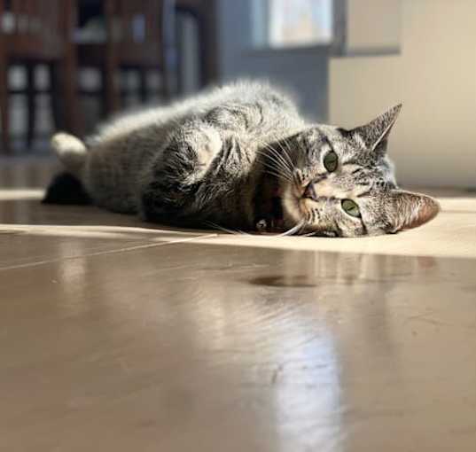 Photo of Olive #2