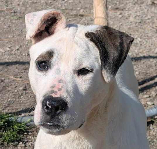 Photo of Patches
