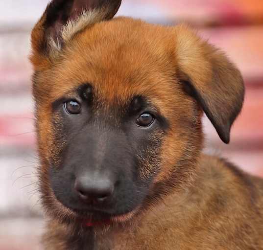 Photo of Lulu von Xena