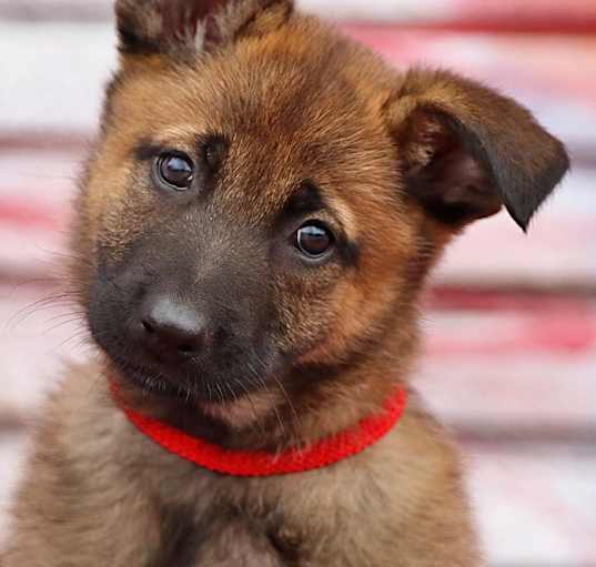 Photo of Honey von Xena
