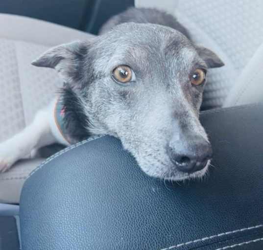 Photo of Lacey