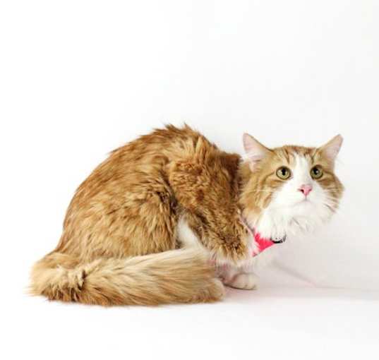 Photo of Zephyr