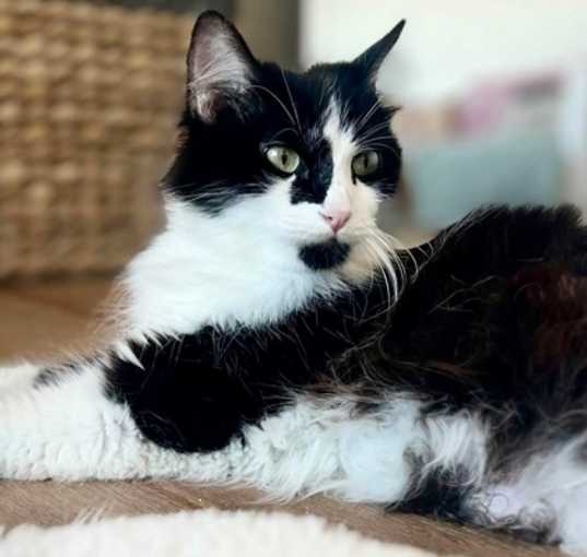 Photo of Calla Lily (pre-adopt)