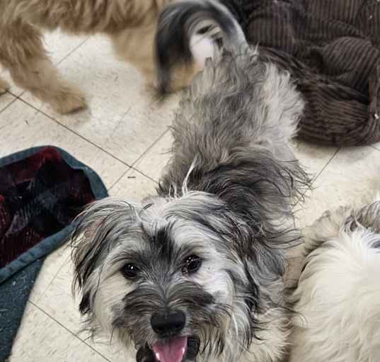 Photo of Brandy
