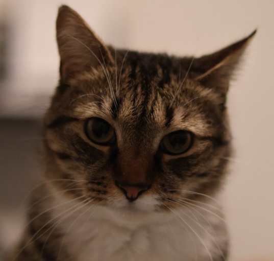 Photo of Loki