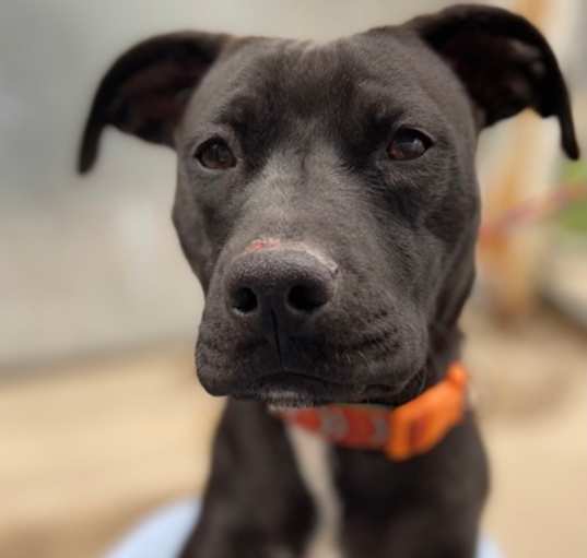 Photo of Nala