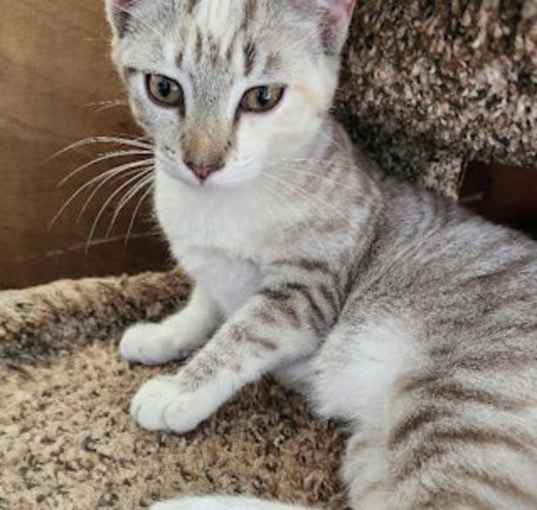 Photo of Juno - Petsmart Plantation Foster Home