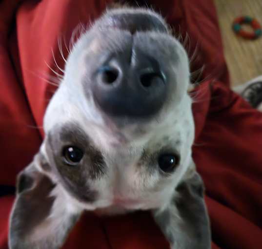 Photo of Willow