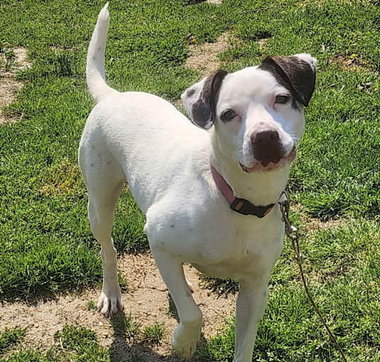 Photo of Nala